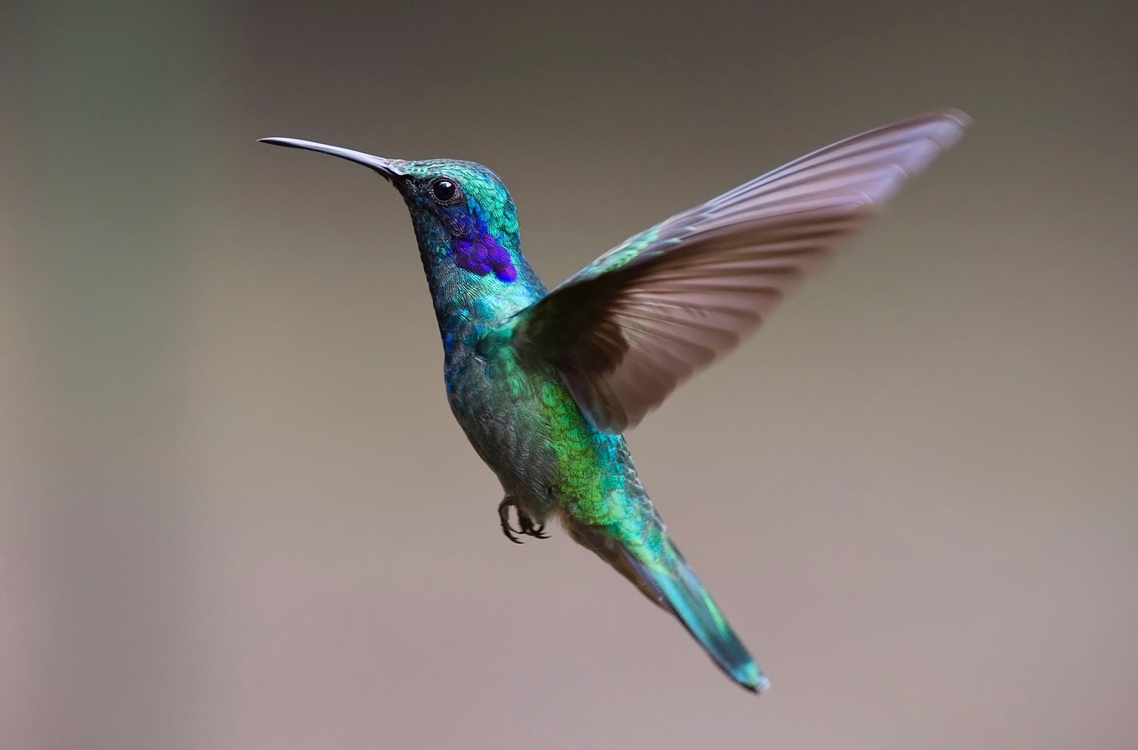 hummingbird, bird, flight-2139279.jpg